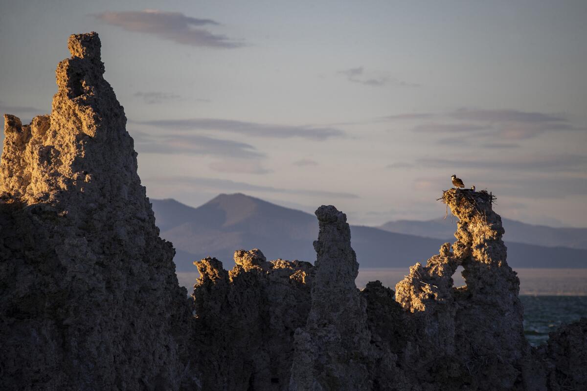 An osprey nest is perched on one of Mono Lake's craggy tufa formations in Lee Vining, Calif.