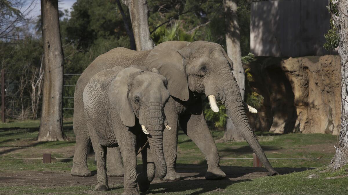 san diego zoo exhibits