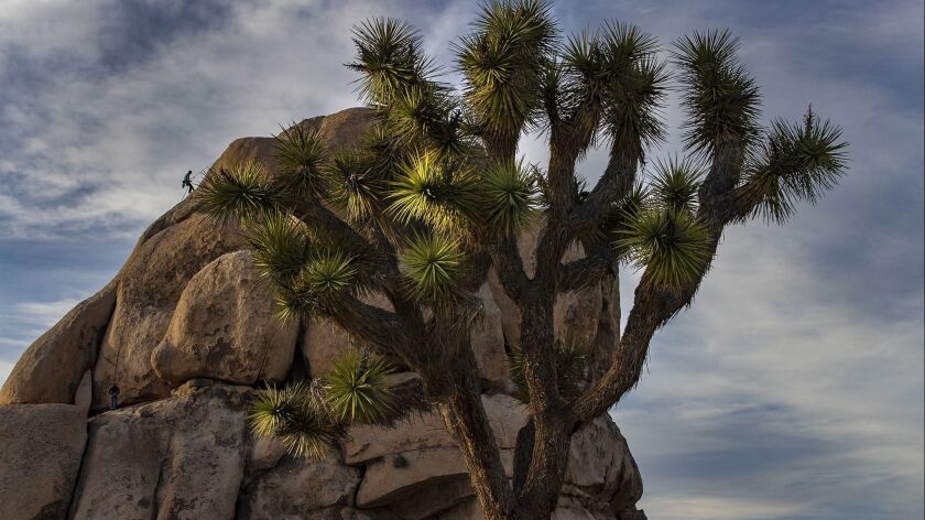 A rock climber Wednesday rappels down a rock face at Joshua Tree National Park. The park will not close to visitors as planned Thursday, thanks to federal funds being used for cleanup and repair.