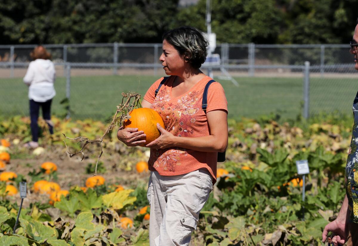 Rebecca Koopowitz, of Lake Forest, picks her pumpkin at South Coast Research and Extension Center.