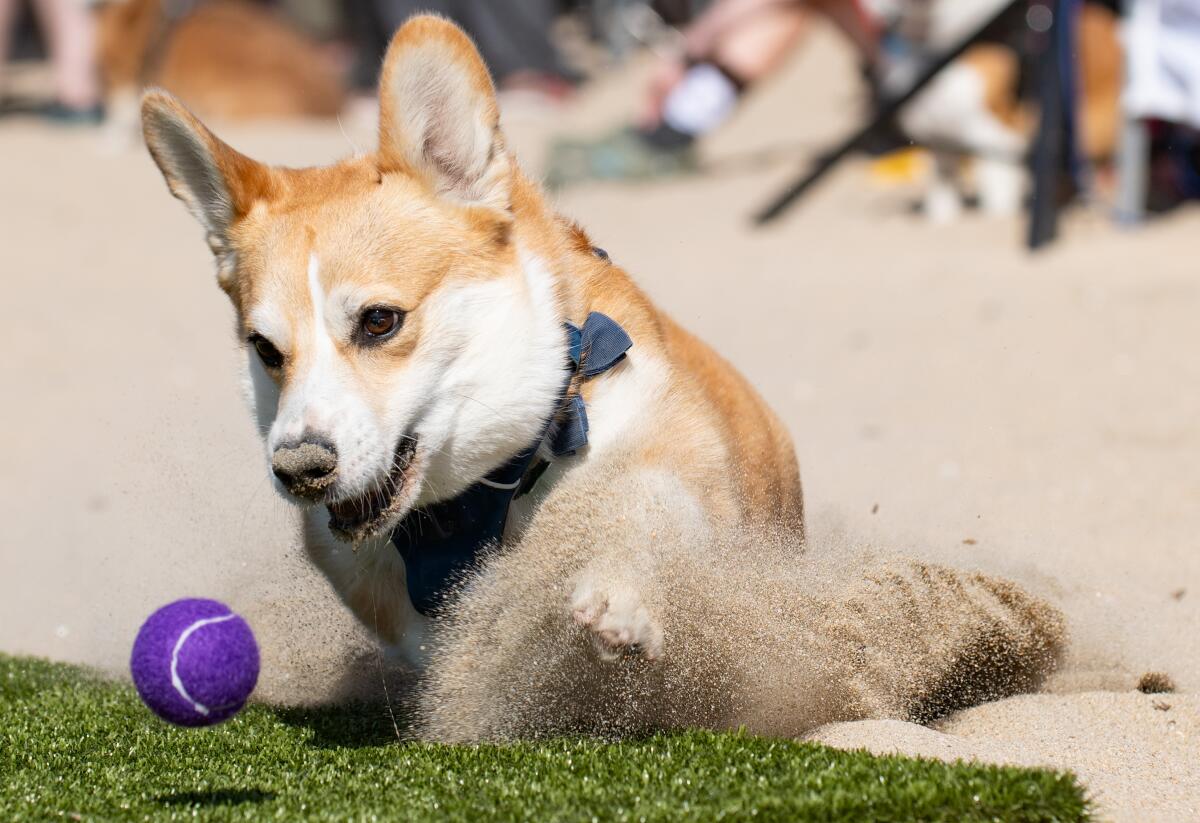 A corgi digs through sand to retrieve a ball during the Fetch Fanatic competition.