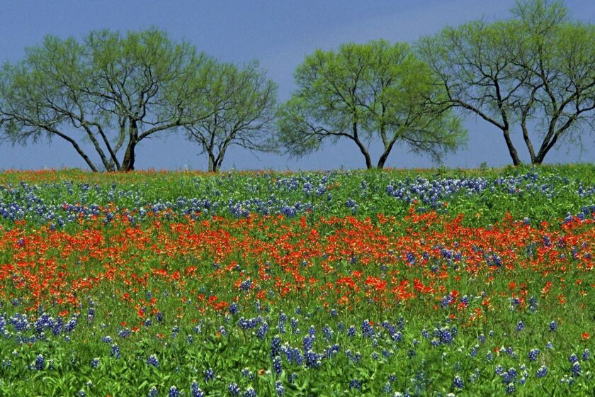 TEXAS: Field of spring wildflowers, Texas bluebonnets and Texas paintbrush, with four mesquite trees in Texas hill country in Lyndon B. Johnson State Park.