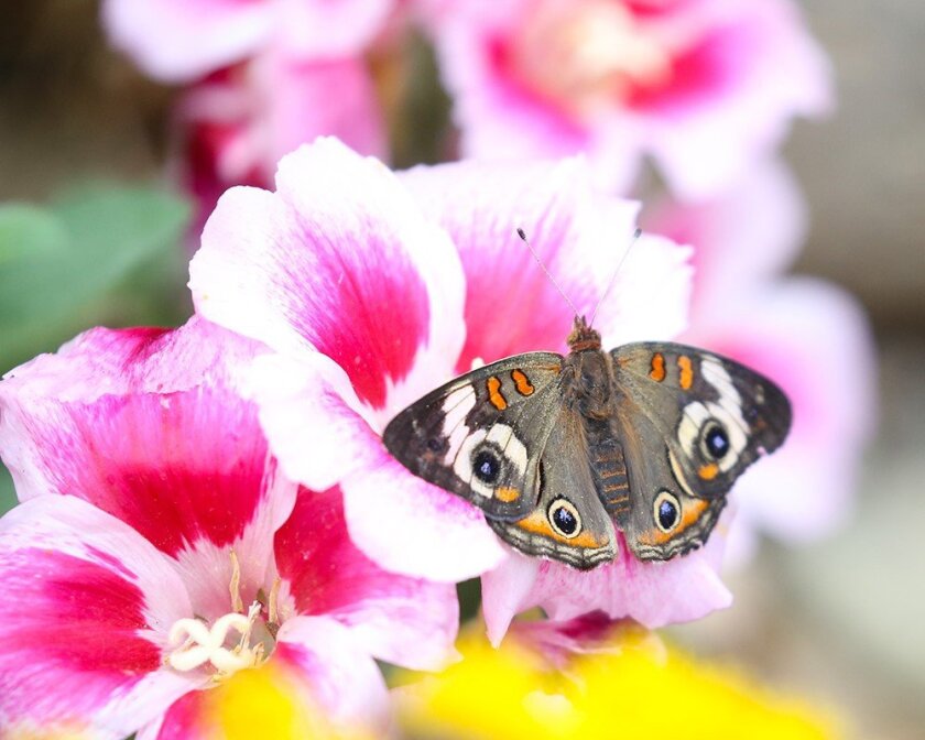 Flowers And Flutters At The Spring Garden Butterfly Festival