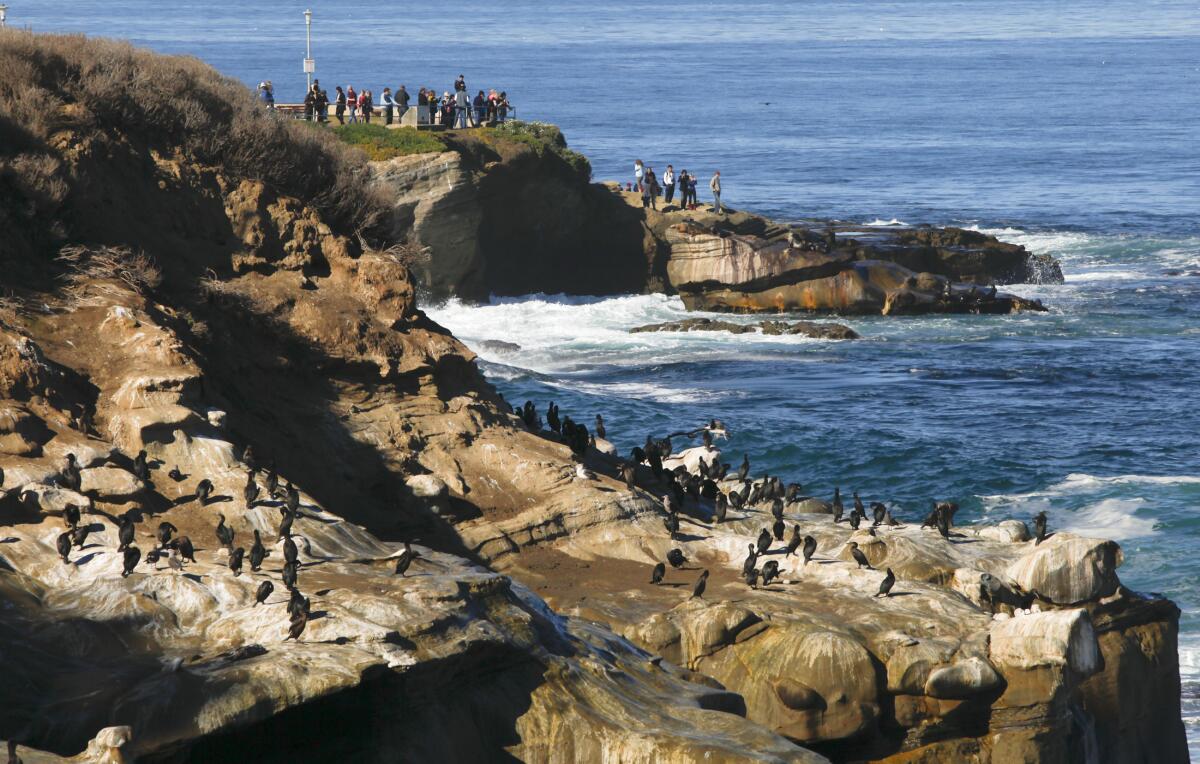 La Jolla Cove: Snorkel, Swim & Dive Steps Away