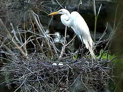 An egret watches over unhatched young.