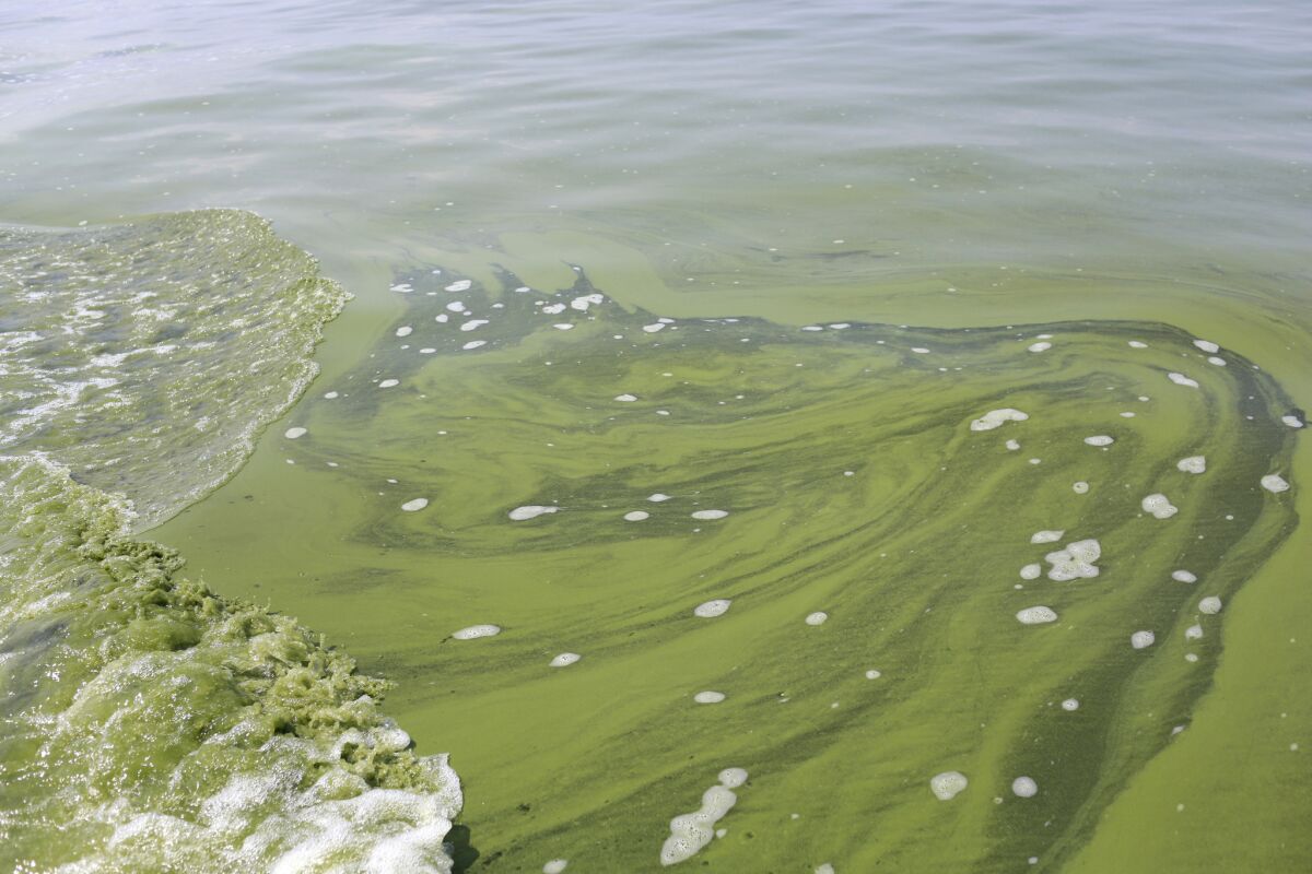 Scientists have found a new pathway to make molecular oxygen from carbon dioxide, no bio-photosynthesis involved. Pictured here, blue green algae, which is responsible for half of the oxygen on our planet.