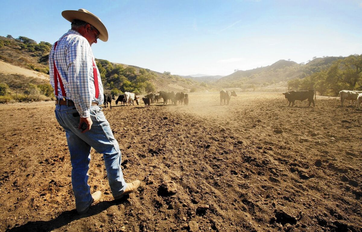 Santa Paula, Calif., cattle rancher Rob Frost inspects his dusty field in January, when it should have had 6 to 10 inches of grass for grazing. A federal government report on climate change projects that dry conditions will persist in California and other parts of the West.