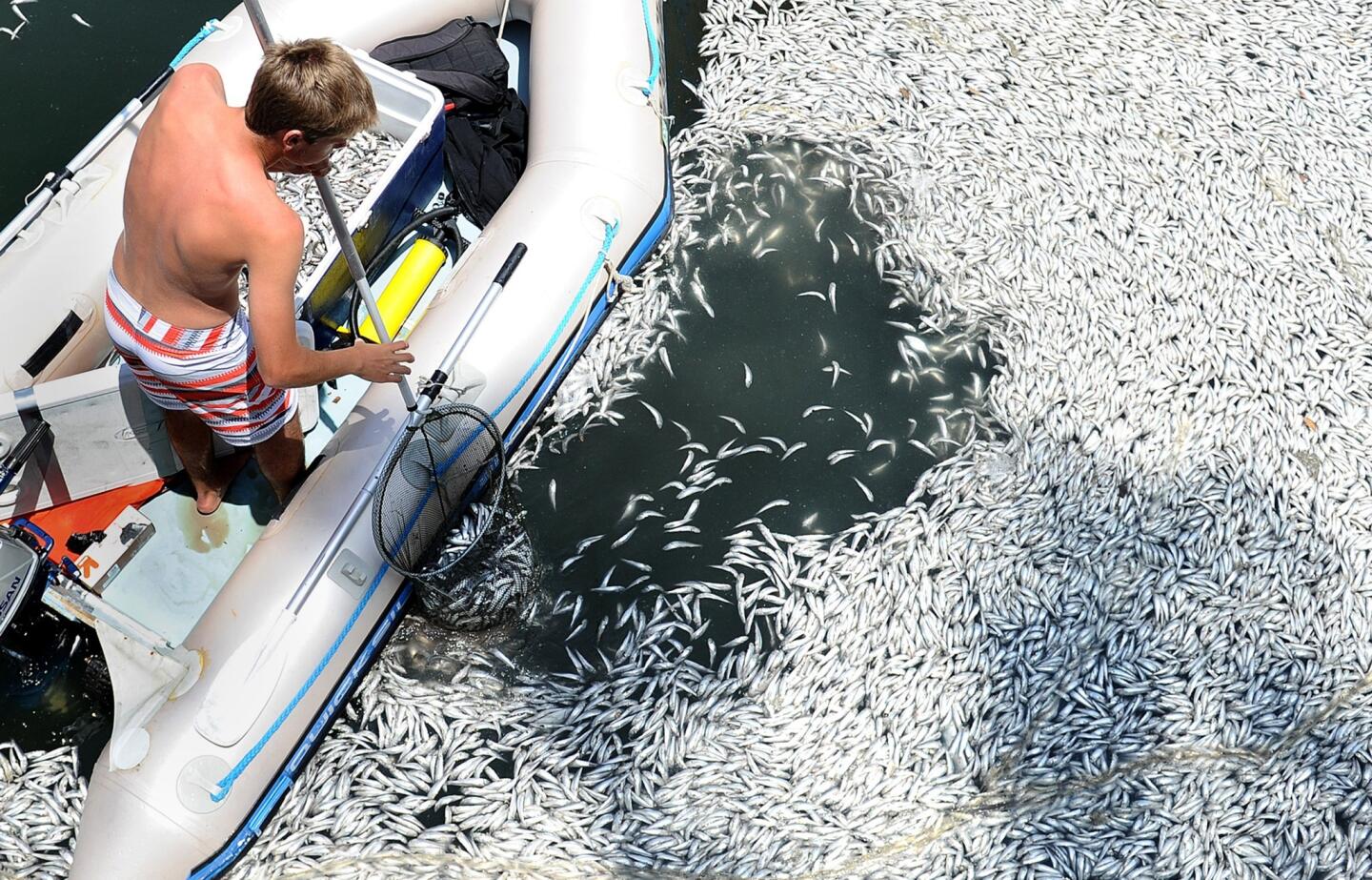 A man scoops up dead anchovies in Marina del Rey on Sunday.