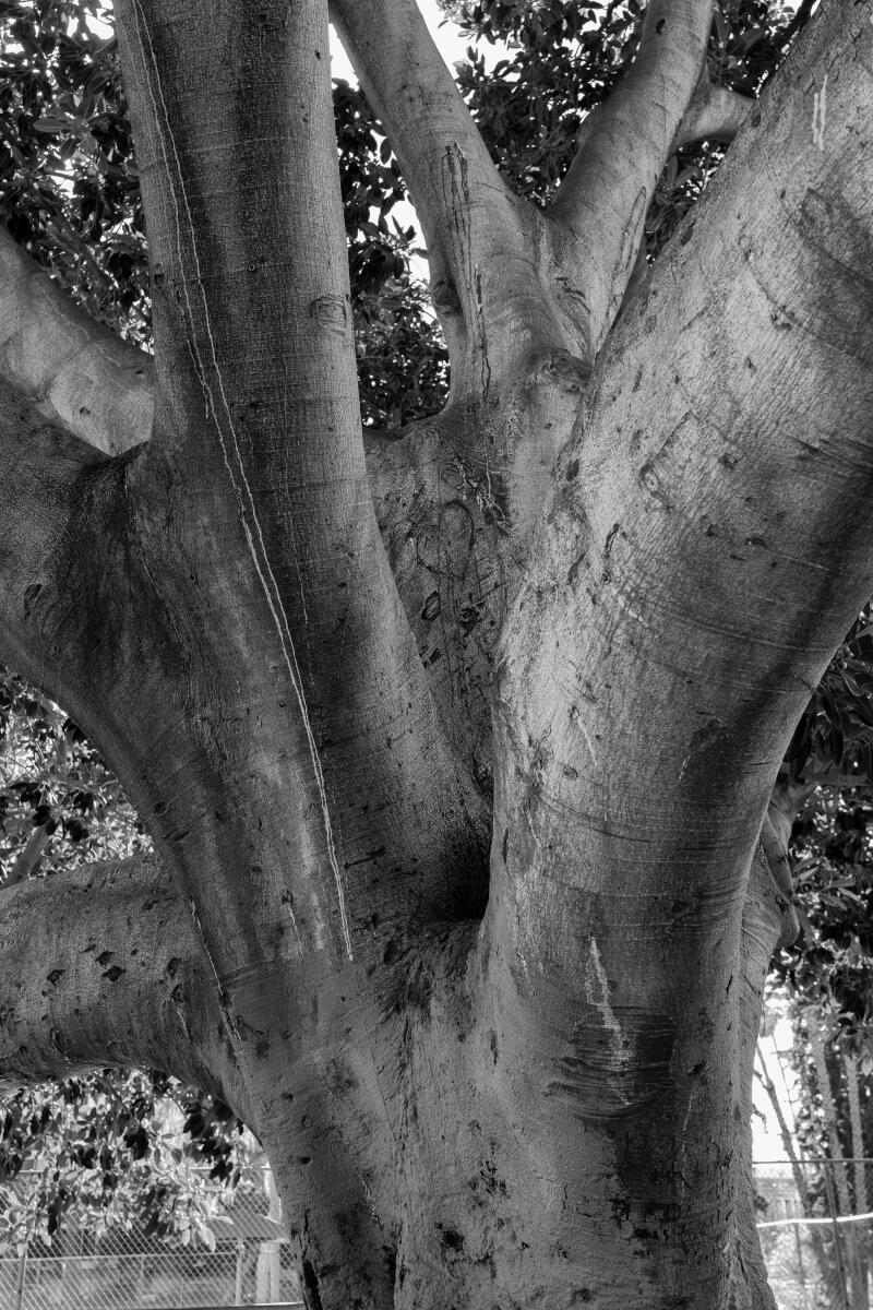 A close up of a Ficus religiosa tree.