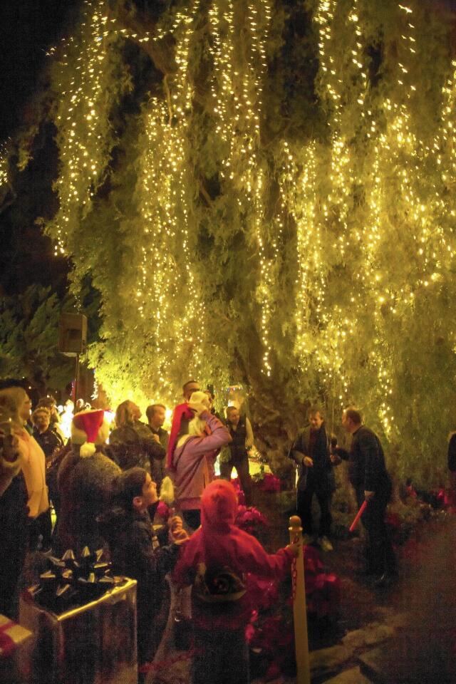 City Hall’s pepper tree is illuminated at the Christmas tree-lighting ceremony.