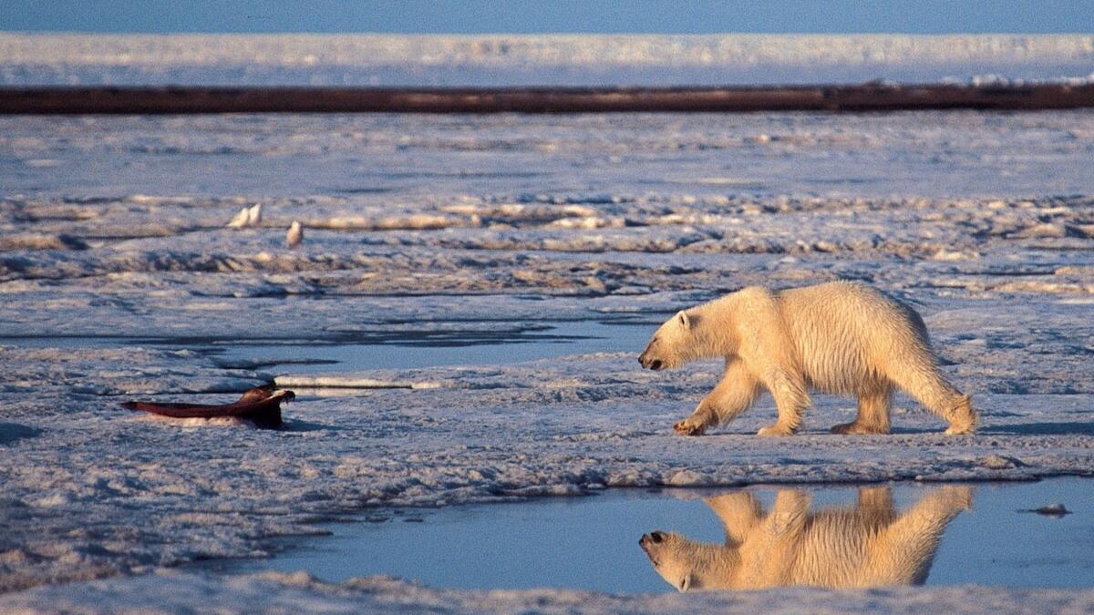 A polar bear walks in the Arctic National Wildlife Refuge. New research suggests that a small difference in global temperatures will have a big effect on wildlife habitat.