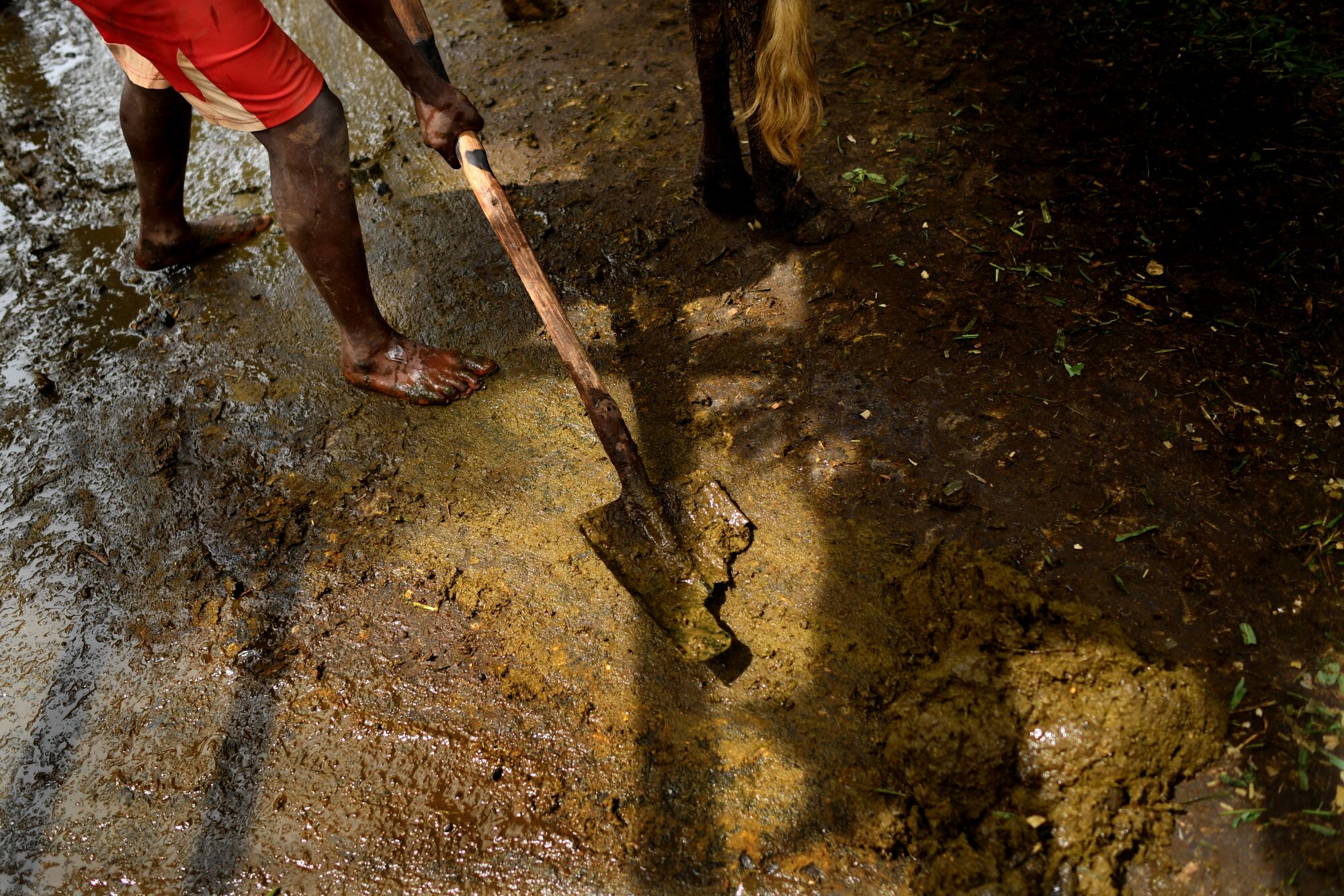 A barefoot Dennis Kazumba shovels cow manure to earn money to feed his grandmother and siblings.