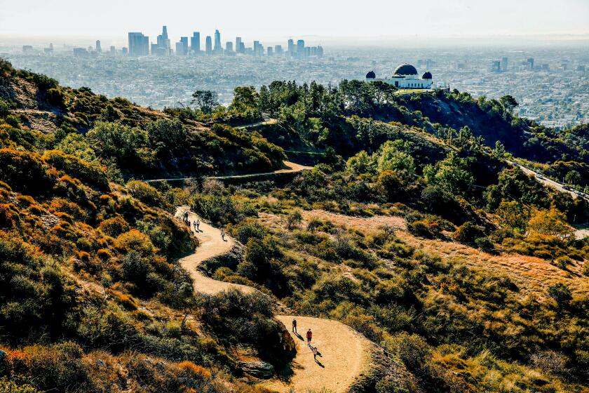 LOS ANGELES, CA - NOVEMBER 11: Several trails feed into the Mt Hollywood Trail leading to the peak of Mount Hollywood at 1,625 ft which is the second tallest peak in Griffith Park. The trails provide amazing views of the Griffith Observatory, downtown Los Angeles, the Hollywood Sign and views to the Pacific Ocean on clear days. much more. There are many trails that lead to Mt. Hollywood, but a favorite trail begins near the Ferndell Nature Area. Griffith Park on Thursday, Nov. 11, 2021 in Los Angeles, CA. (Al Seib / Los Angeles Times).