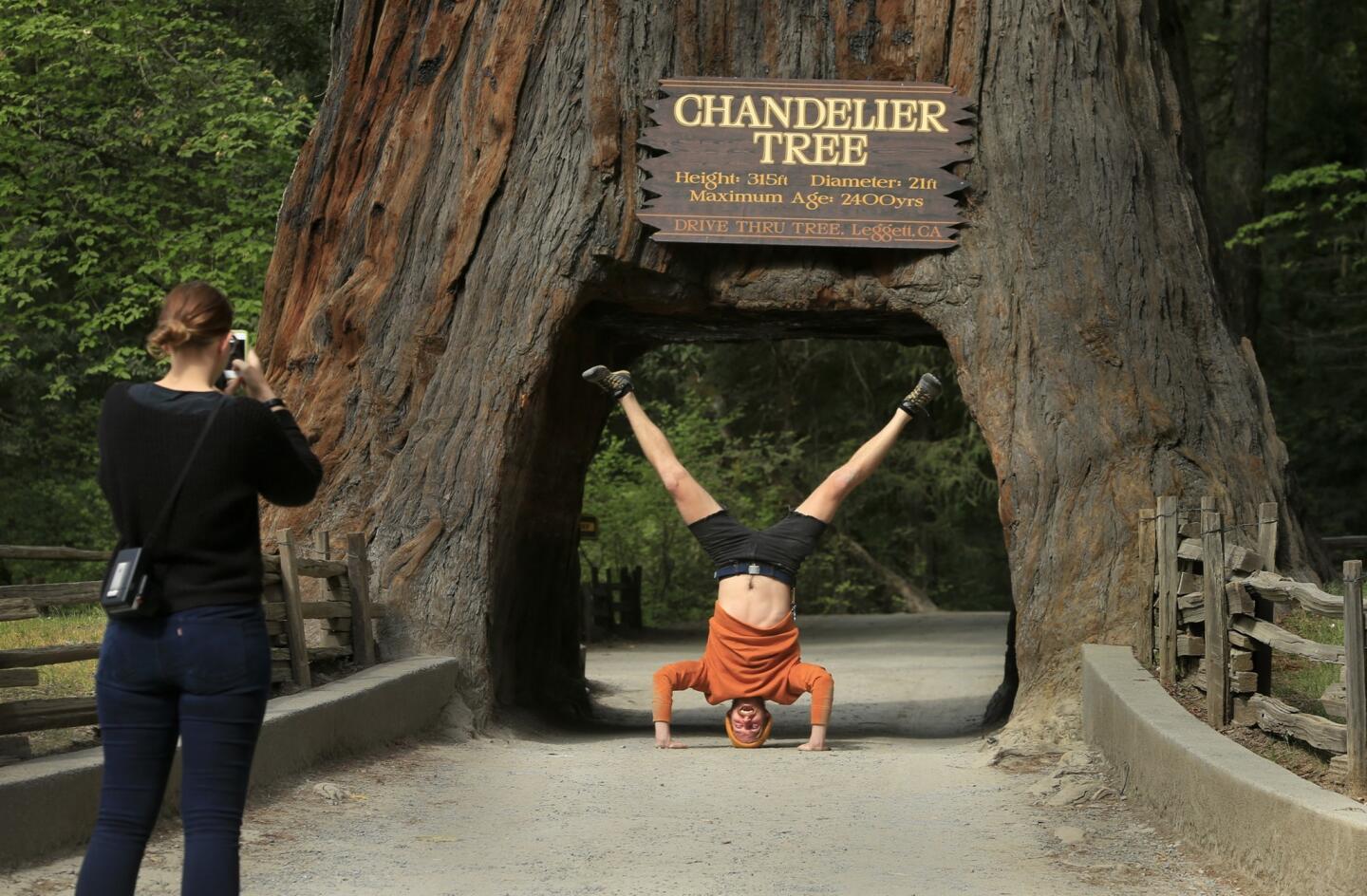 The Chandelier is the centerpiece of Underwood Park, where tourists can pay $5 to drive through the tree. As to headstands ...