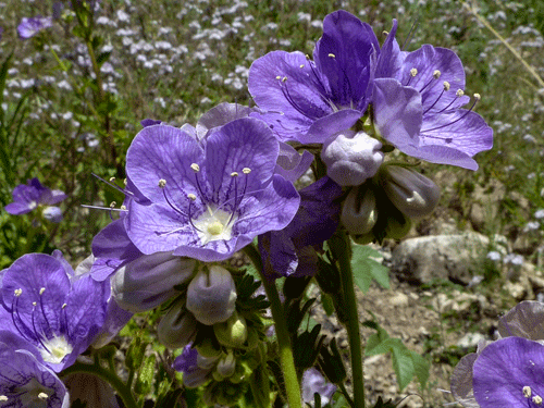 The Hall Beckley Canyon trail in May was studded with large-flowered phacelia, an obligate fire follower that blooms only after a fire. The flower of phacelia grandiflora is several inches wide.