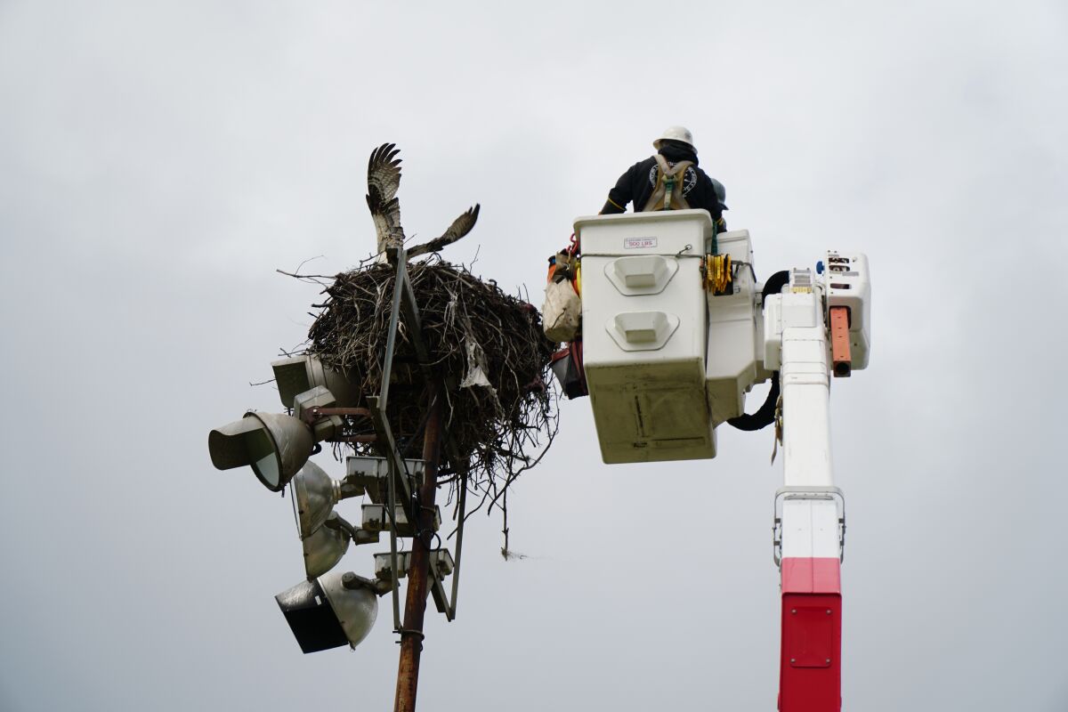 SDG&E workers help rescue an osprey caught in a fishing line atop a 40-foot light pole at Robb Field in Ocean Beach.
