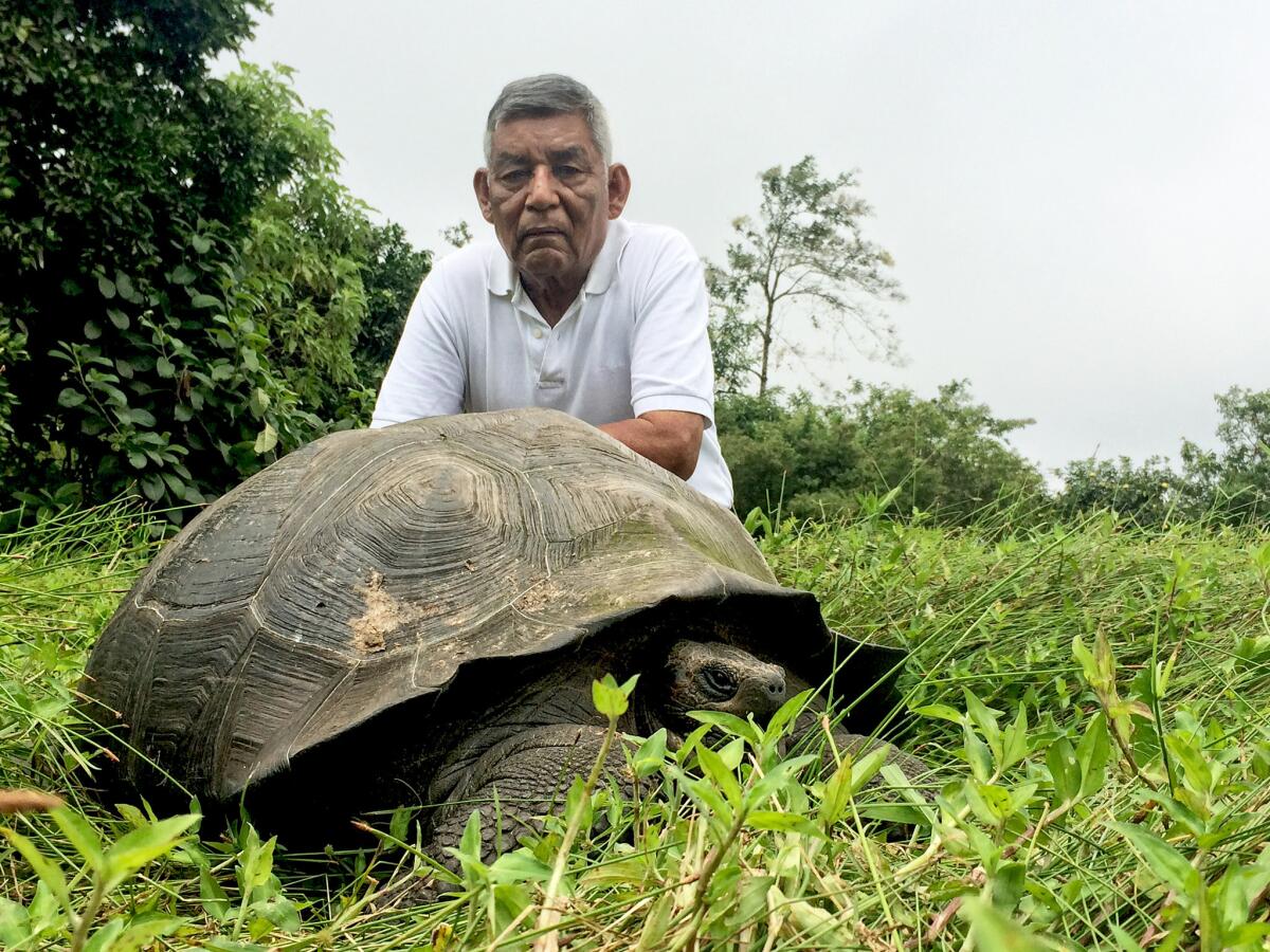 "Don Fausto" with an Eastern Santa Cruz tortoise (Washington Tapia)