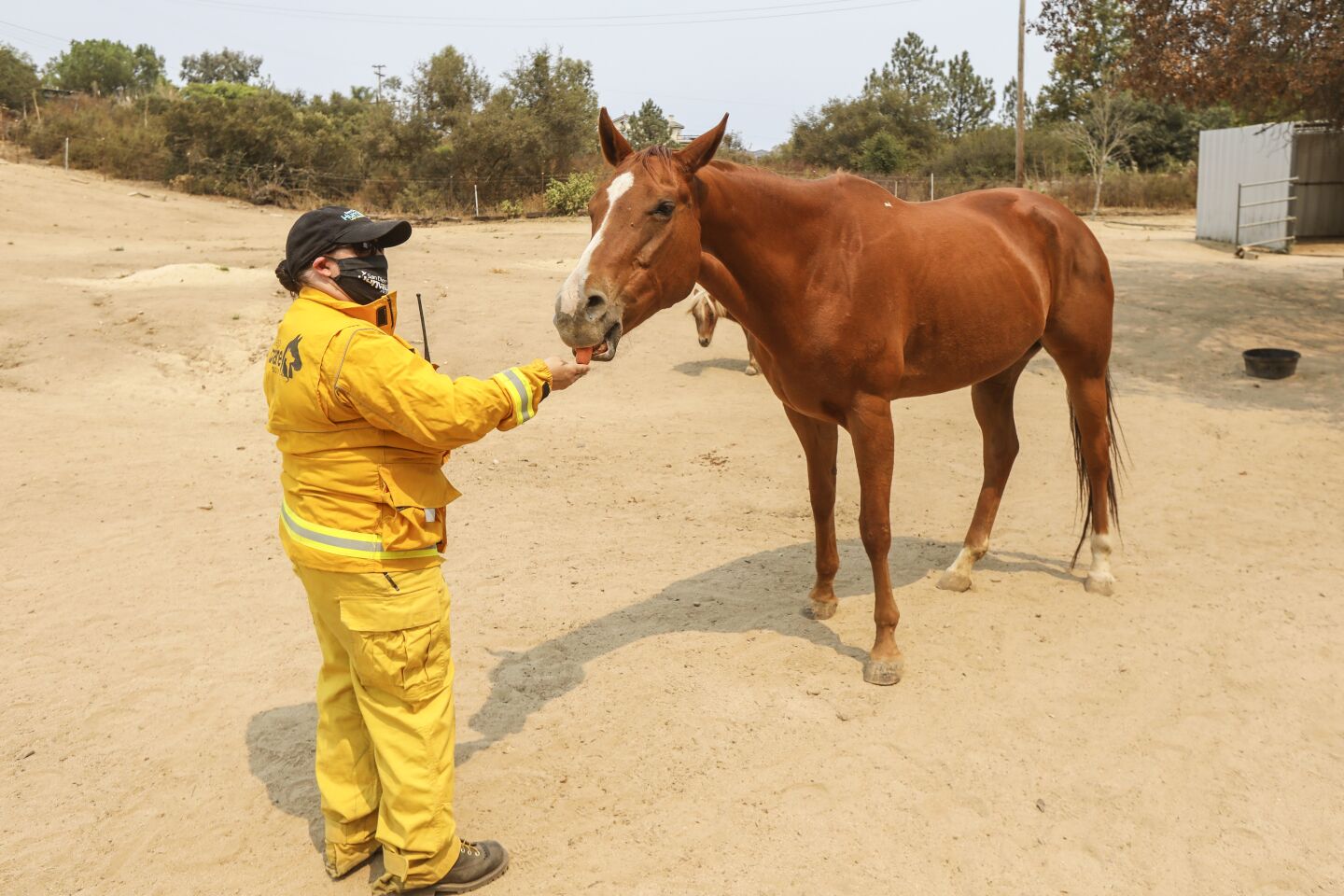 San Diego Humane Society - Valley Fire