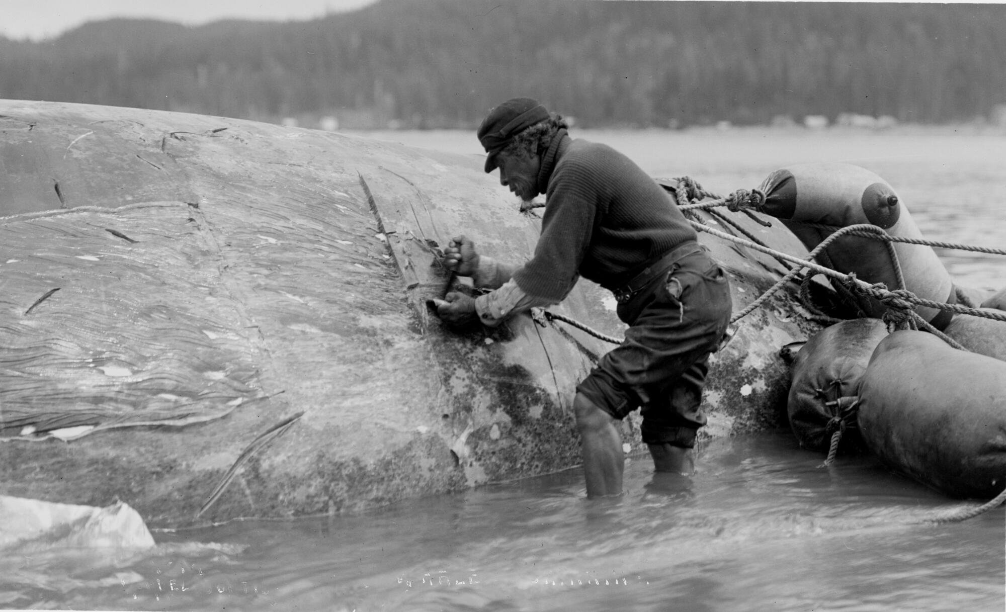 A Makah hunter working on a whale carcass.