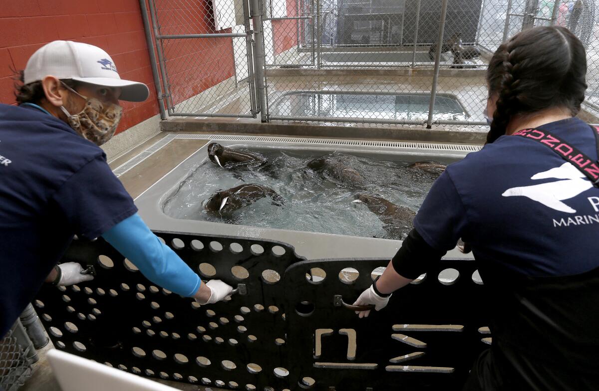 Staff members feed healthy sea lions at the Pacific Marine Mammal Center in Laguna Beach on Wednesday.