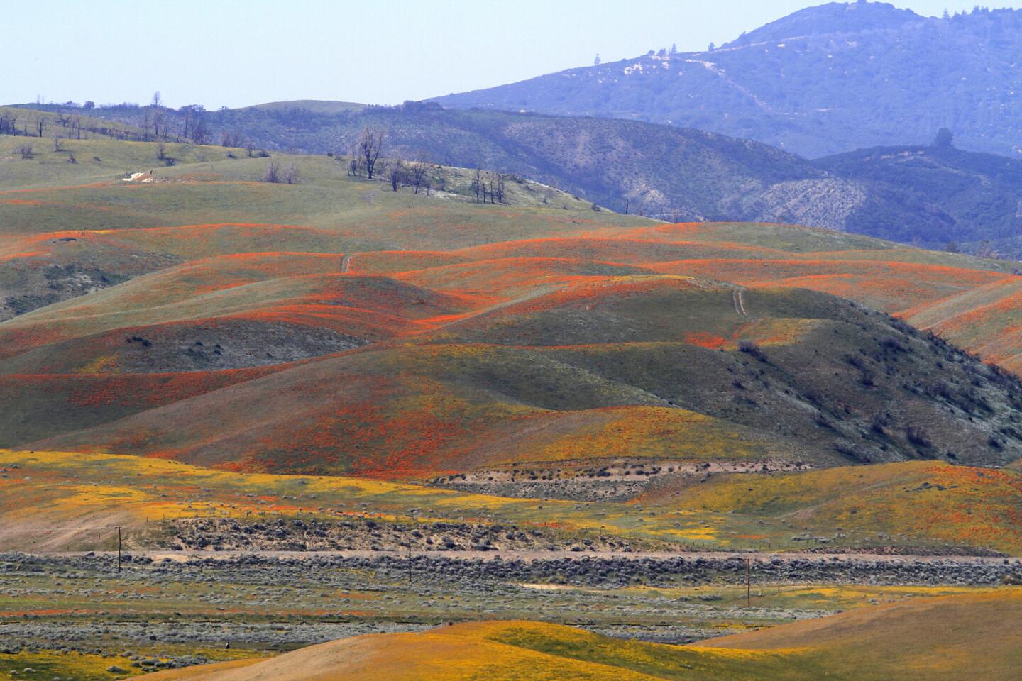 California Poppy Reserve in the Antelope Valley