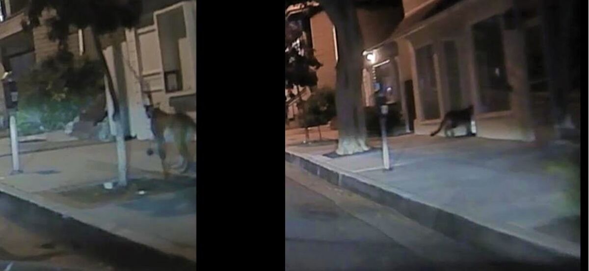 Two pictures of a mountain lion, walking on a sidewalk and stopping at a storefront