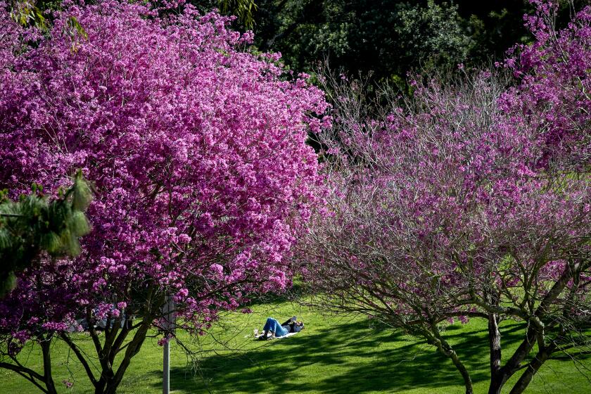 Irvine, CA - May 10: A person relaxes in the grass near trees in bloom in Aldrich Park at the University of California-Irvine amid nice weather in Irvine Wednesday, May 10, 2023. (Allen J. Schaben / Los Angeles Times)