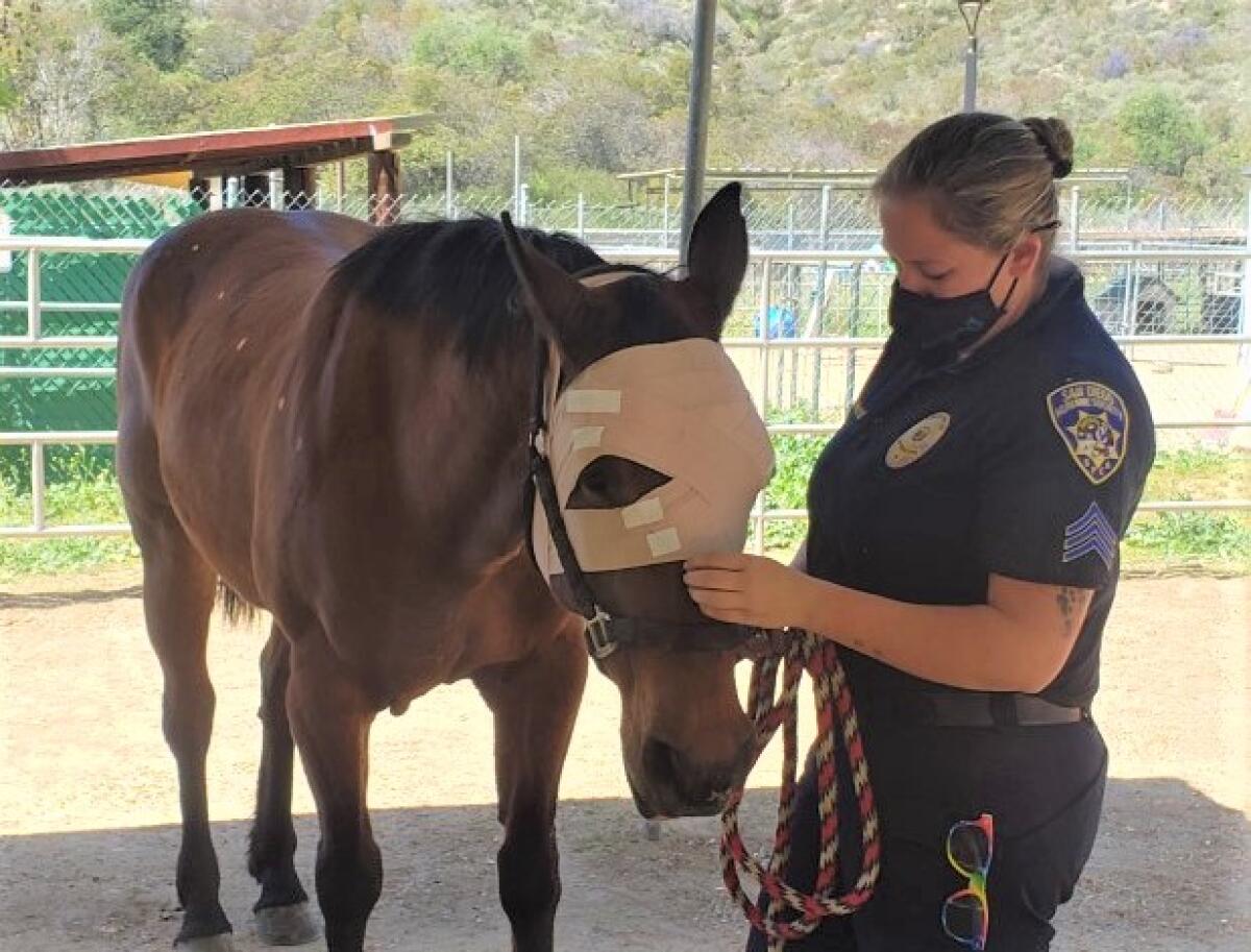 This mare, wearing its bandage after being hit by a car near Escondido, is comforted by Humane officer Sgt. Kat Tarnowski.
