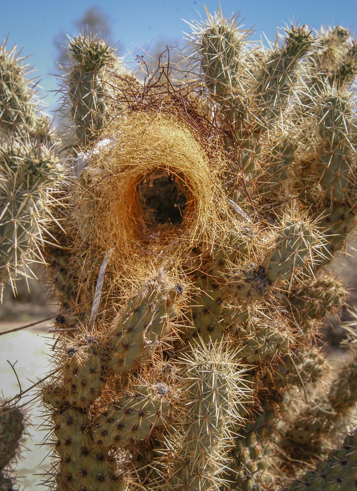 A wren's pouch nest cradled in a cactus plant.