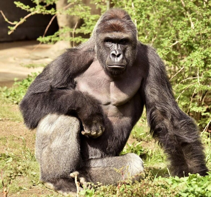 Resultado de imagen para harambe