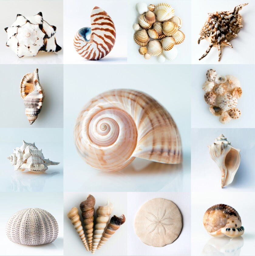 A collection of different kinds of seashells.