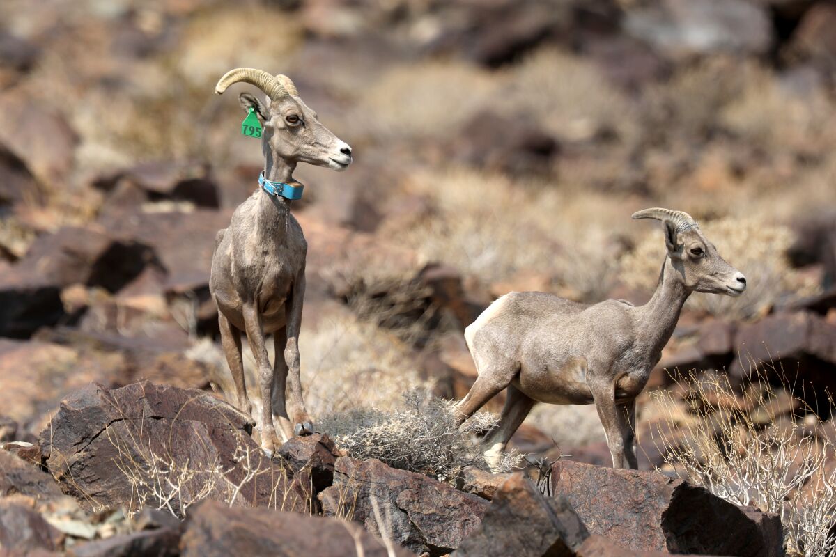 A desert bighorn ewe, left, and a bighorn lamb stand on rocks on North Soda Mountain along Zzyzx Road in Baker, Calif.