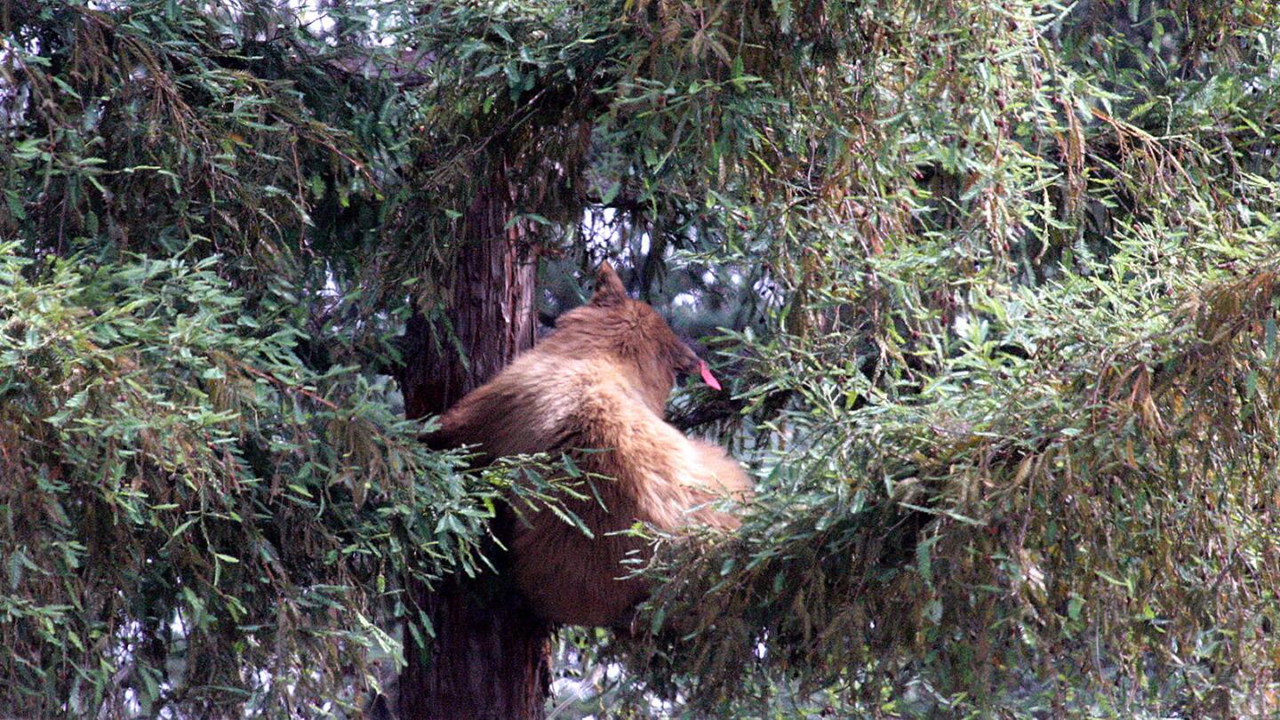 Photo Gallery: California black bear starts at YMCA to a pool to then nap in a La Cañada Flintridge tree