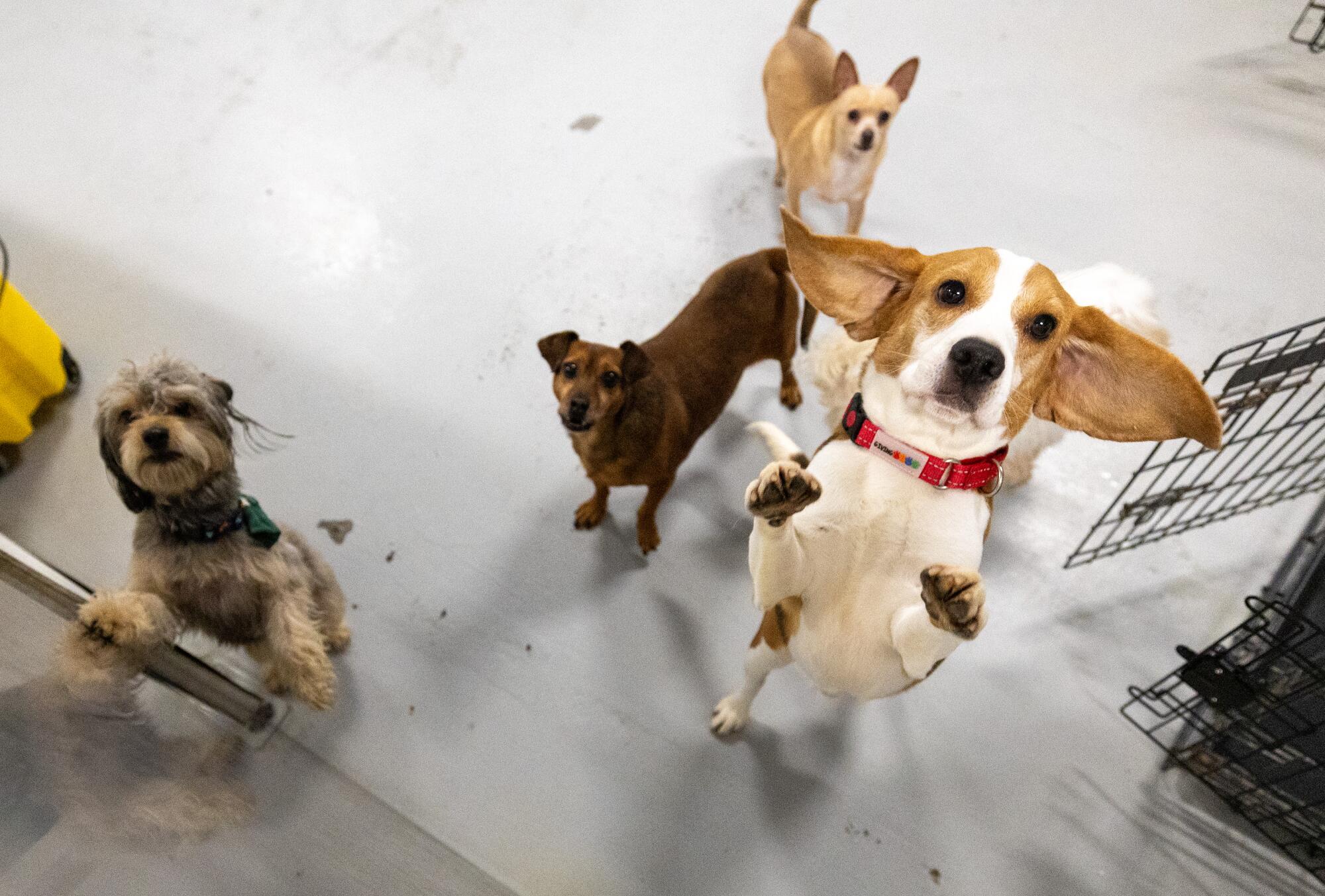 Pets for adoption greet visitors at Wagmor