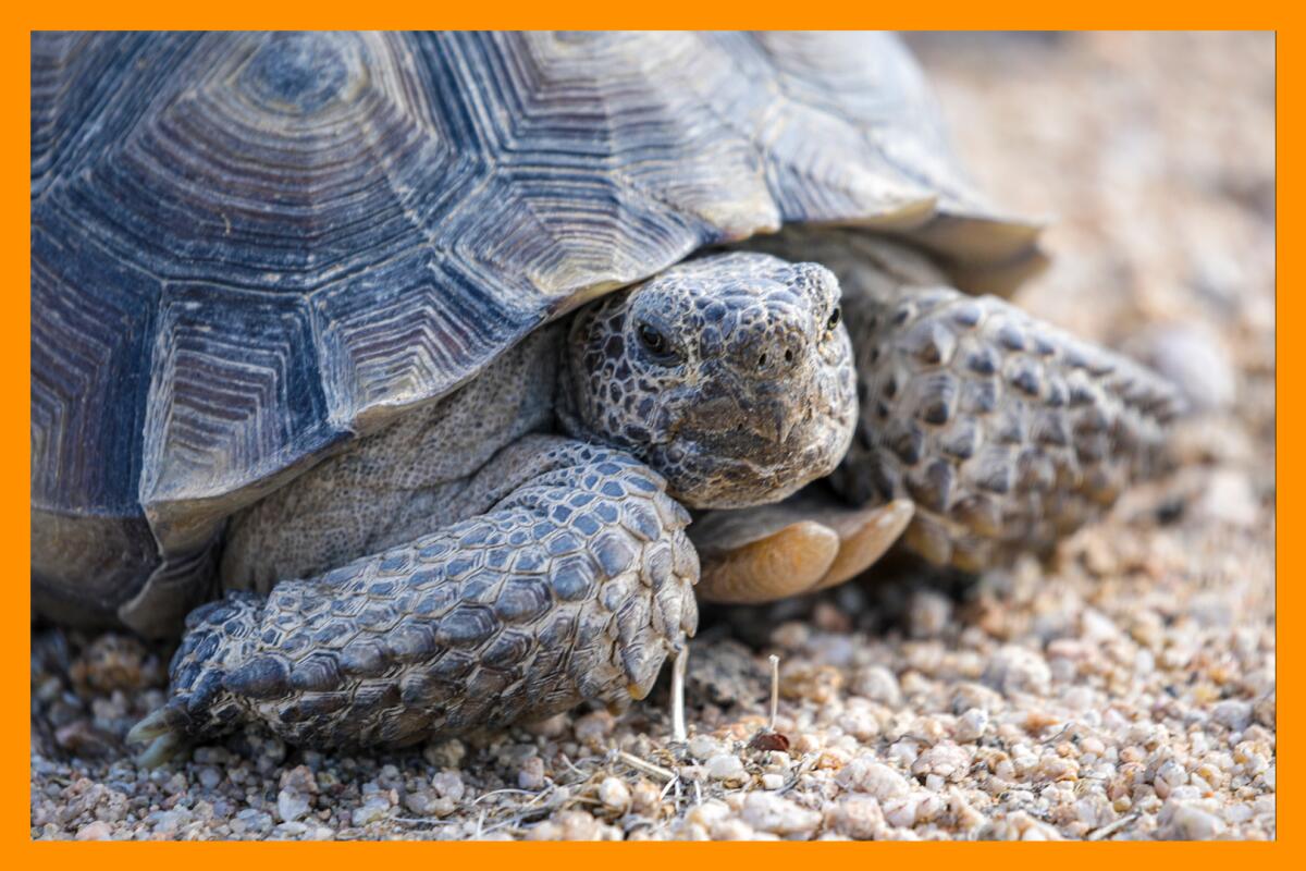 A closeup view of a desert tortoise.