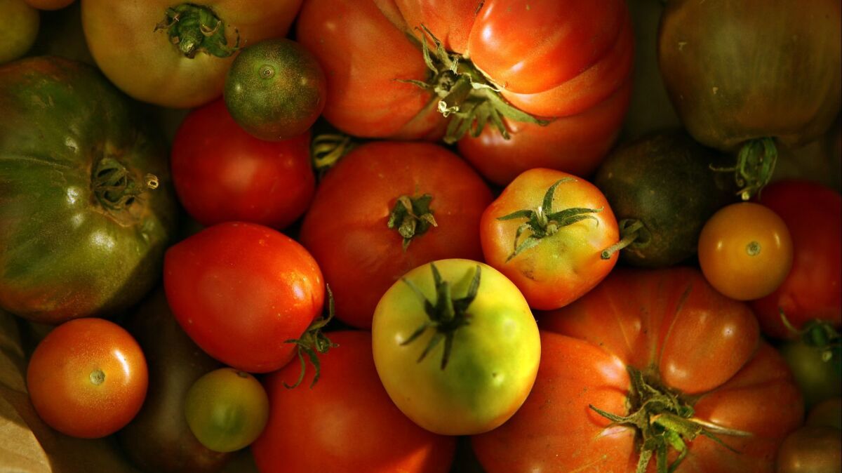 Readers share their favorite tomato crop successes and weigh-in on the debate over hybrid versus heirloom varieties.