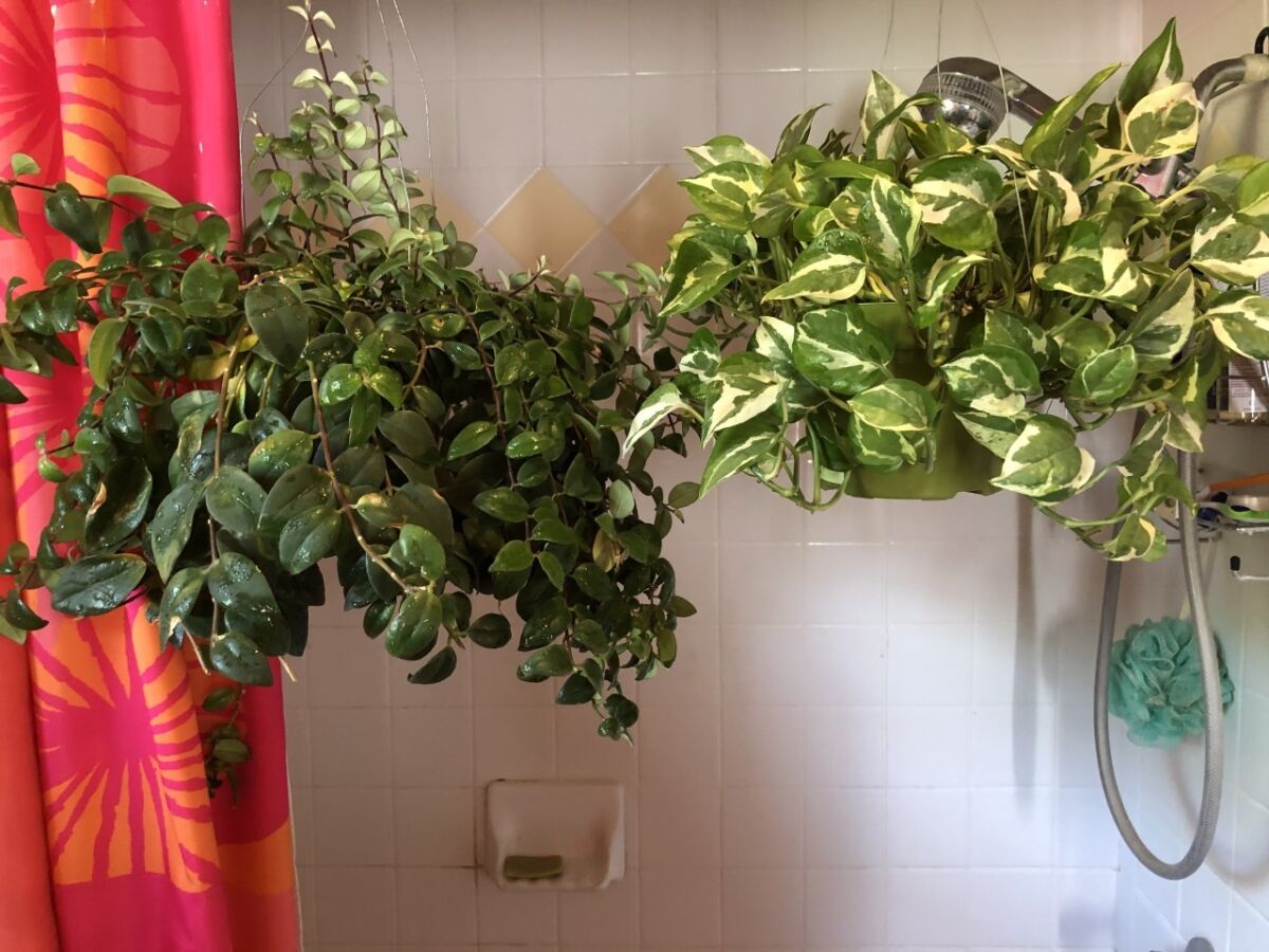 Lipstick plant and pothos hang in a bathroom.