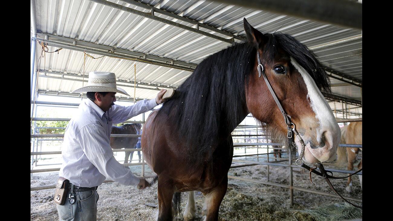 Photo Gallery: Griffith Park Horse Rentals to close after legal battle with L.A. Equestrian Center