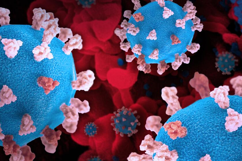 Coronavirus models are seen with a background image of a cell (red) infected with the Omicron strain of the virus (blue).