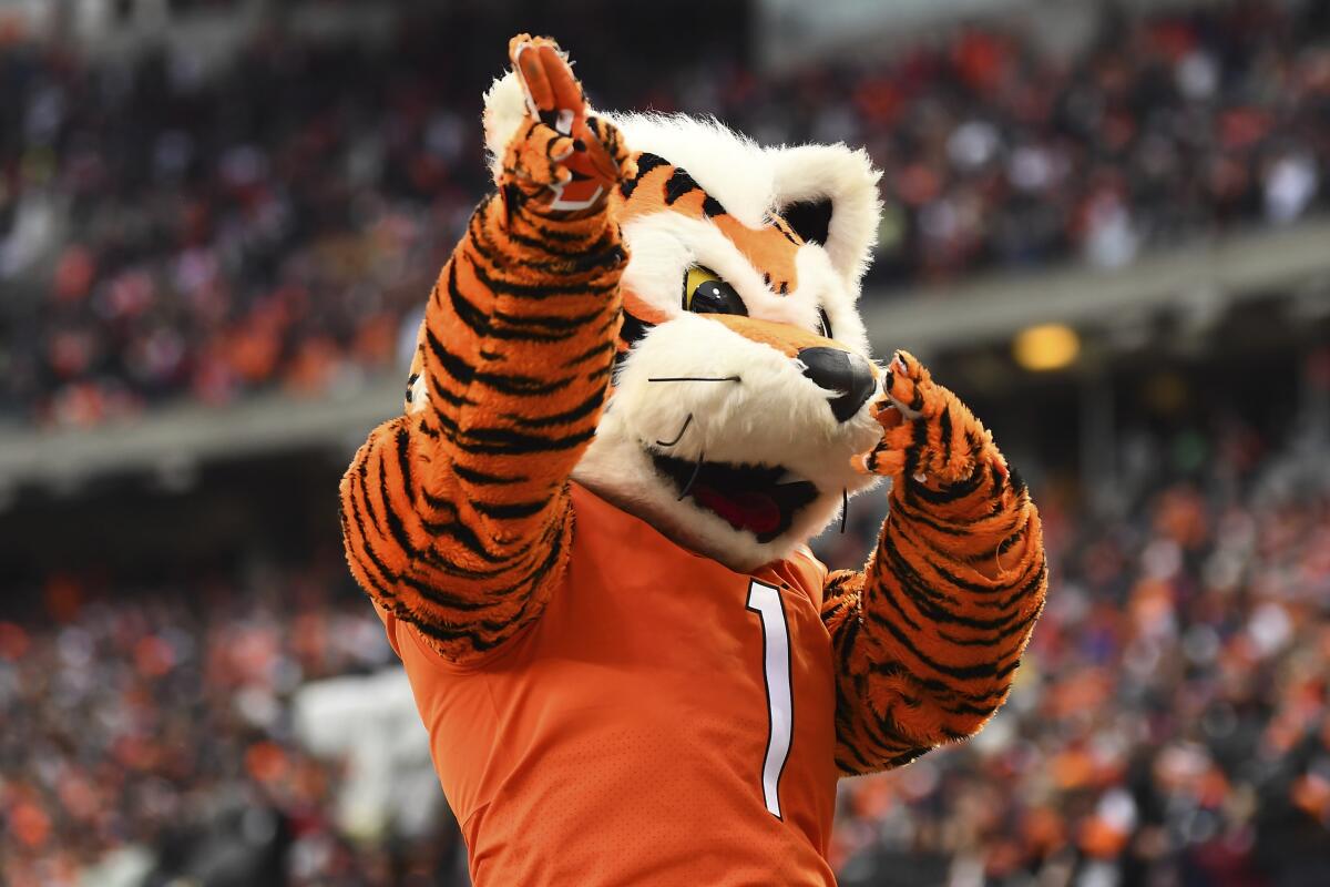 Cincinnati Bengals mascot Who Dey celebrates a touchdown during an NFL football game 