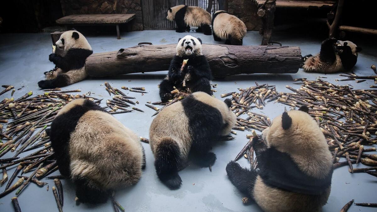 Pandas eat bamboo shoots at the Chengdu Research Base of Giant Panda Breeding on April 3, 2018, in China's Sichuan province. First built in 1987, the facility cares for more than 100 giant pandas.