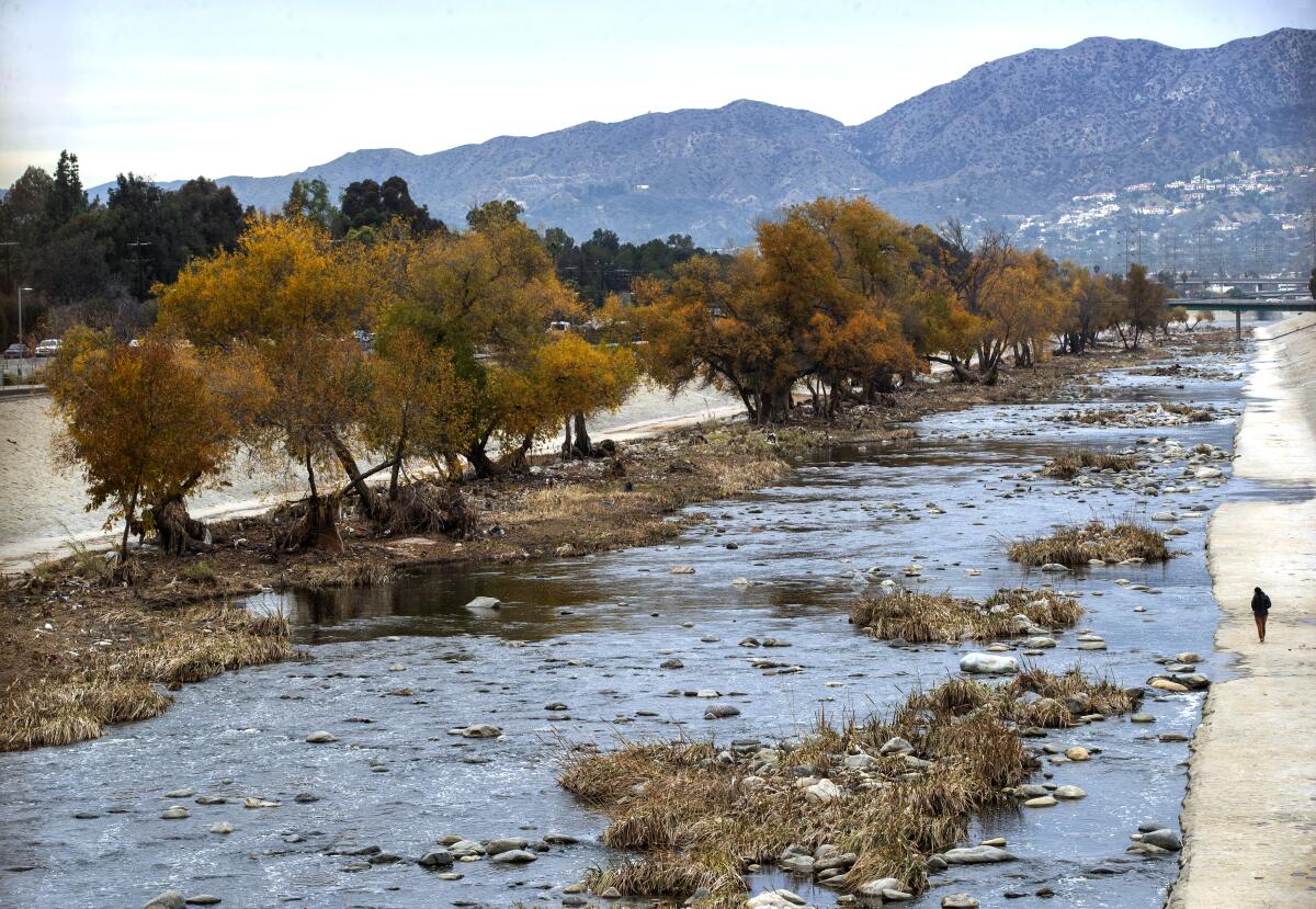 A portion of the Los Angeles River with an unpaved bed, allowing wildlife to flourish, is seen near Atwater on Jan. 13.