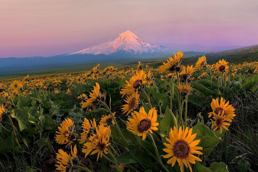 Mount Hood and Balsam Root wildflowers blooming in Spring Season at Columbia River Gorge ** OUTS - ELSENT, FPG, CM - OUTS * NM, PH, VA if sourced by CT, LA or MoD **