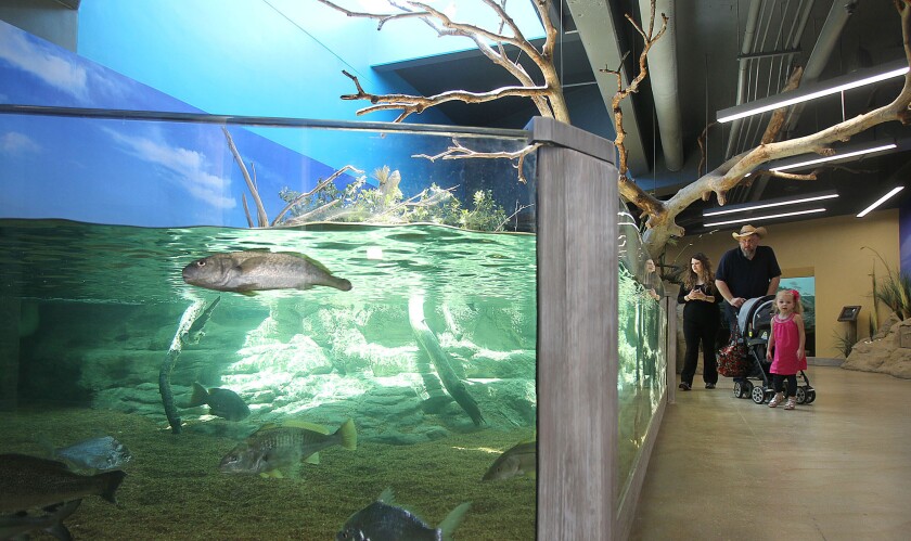 Texas aquarium accidentally kills nearly all fish in its biggest indoor ... - ?url=https:%2F%2Fcalifornia Times Brightspot.s3.amazonaws