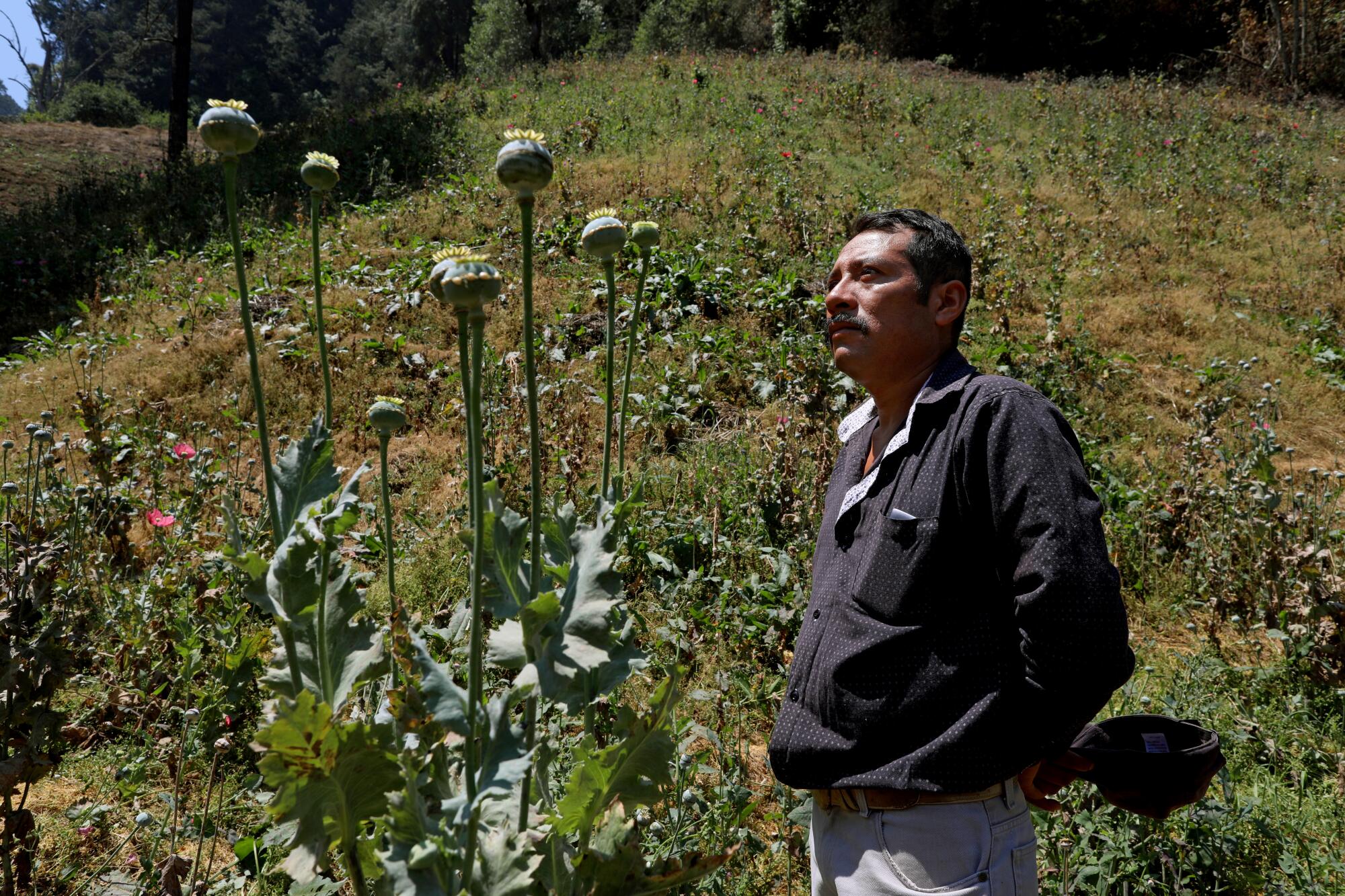 Poppy farmer Ruperto Pacheco Vega stands next to some of the pods, to be collected and later sold to make heroin, at his field in Filo de Caballos, Guerrero state.