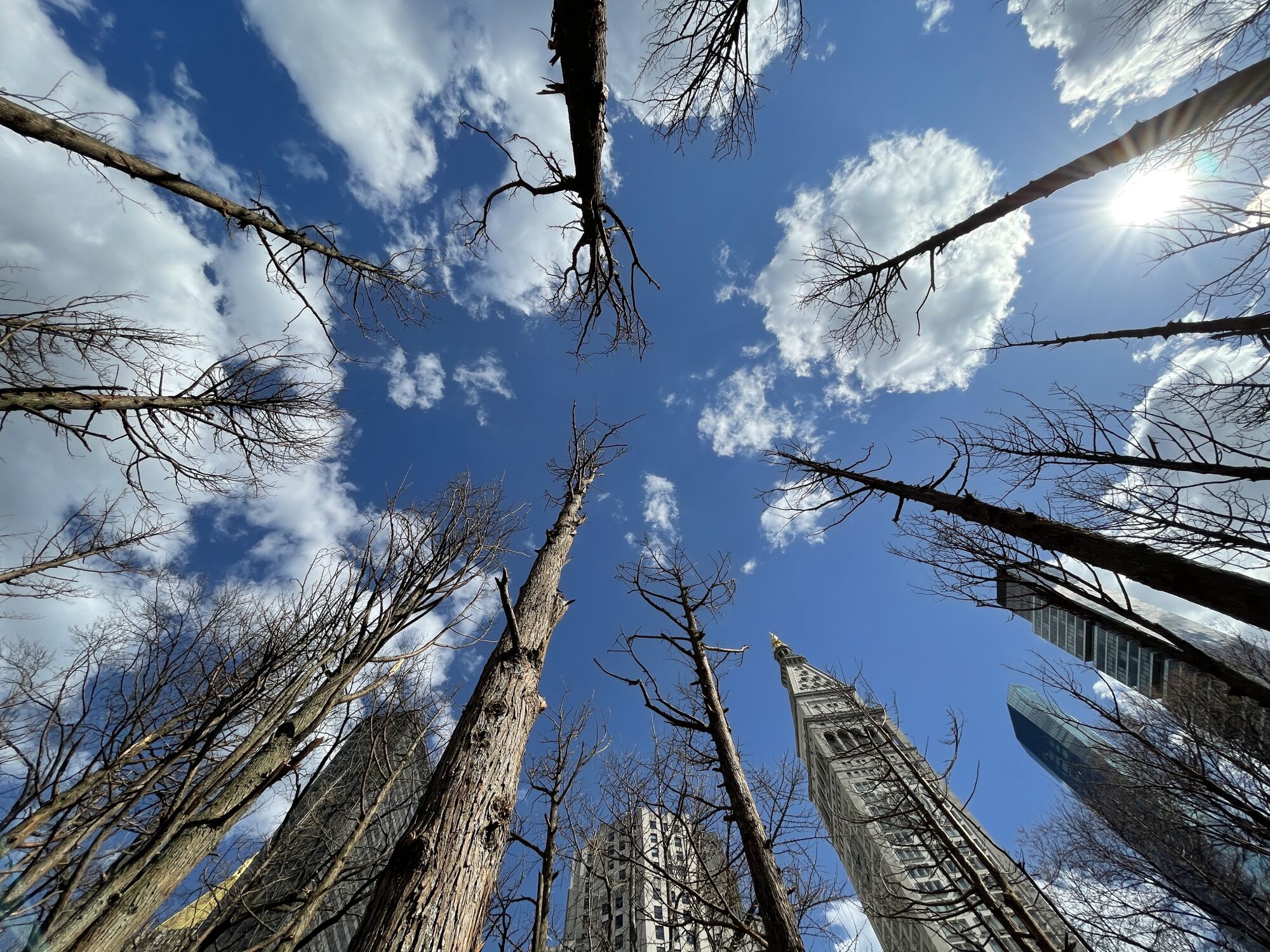 An upward view toward the sky shows the deadened branches of dozens of Atlantic cedars.