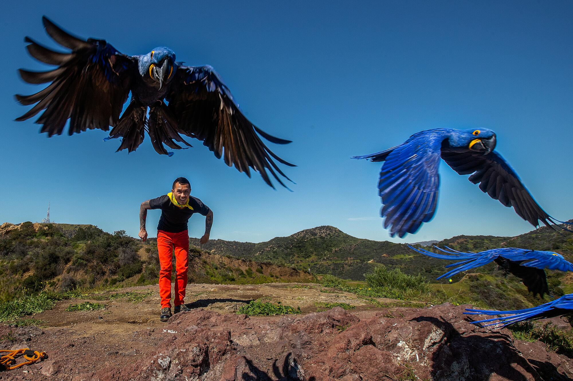 Chan Quach watches his Hyacinth macaws fly.