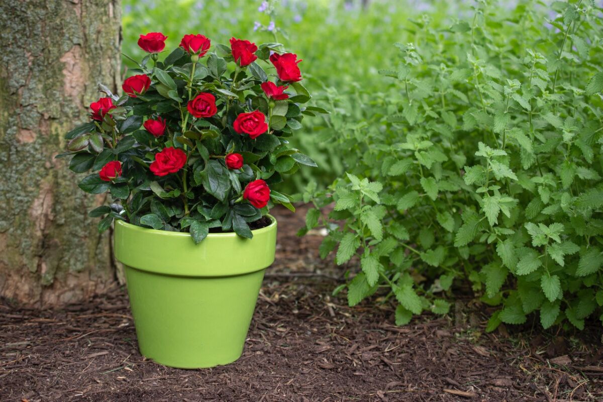'Petite Knock Out' grown in a container.