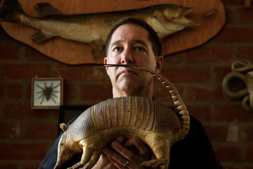 LOS ANGELES, CA, AUGUST 19, 2017 -- Los Angeles playwright Tom Jacobson surrounds himself with some of his friends who benefit from taxidermy at his home in Los Angeles on August 19, 2017. Jacobson also works at the Natural History Museum of Los Angeles County, known for many displays that uses the art of taxidermy. He is tremendously prolific, with such popular works to his credit as "Ouroboros," "Sperm," "Tainted Blood" and "The Twentieth-Century Way." On Sept. 9, his play "Walking to Buchenwald" opens as a Circle X Theatre shortly after his, "The Devil's Wife" closes at the Skylight Theatre. By day, Jacobson is a fundraiser for the Natural History Museum of Los Angeles County. Jacobson's plays are inspired by history, literature, art and personal life. There is a personal angle to "Walking to Buchenwald": Jacobson and his partner took Jacobson's parents on a trip to Europe, as the characters in the play do, and one of the characters works for a natural history museum. (Genaro Molina/Los Angeles Times)