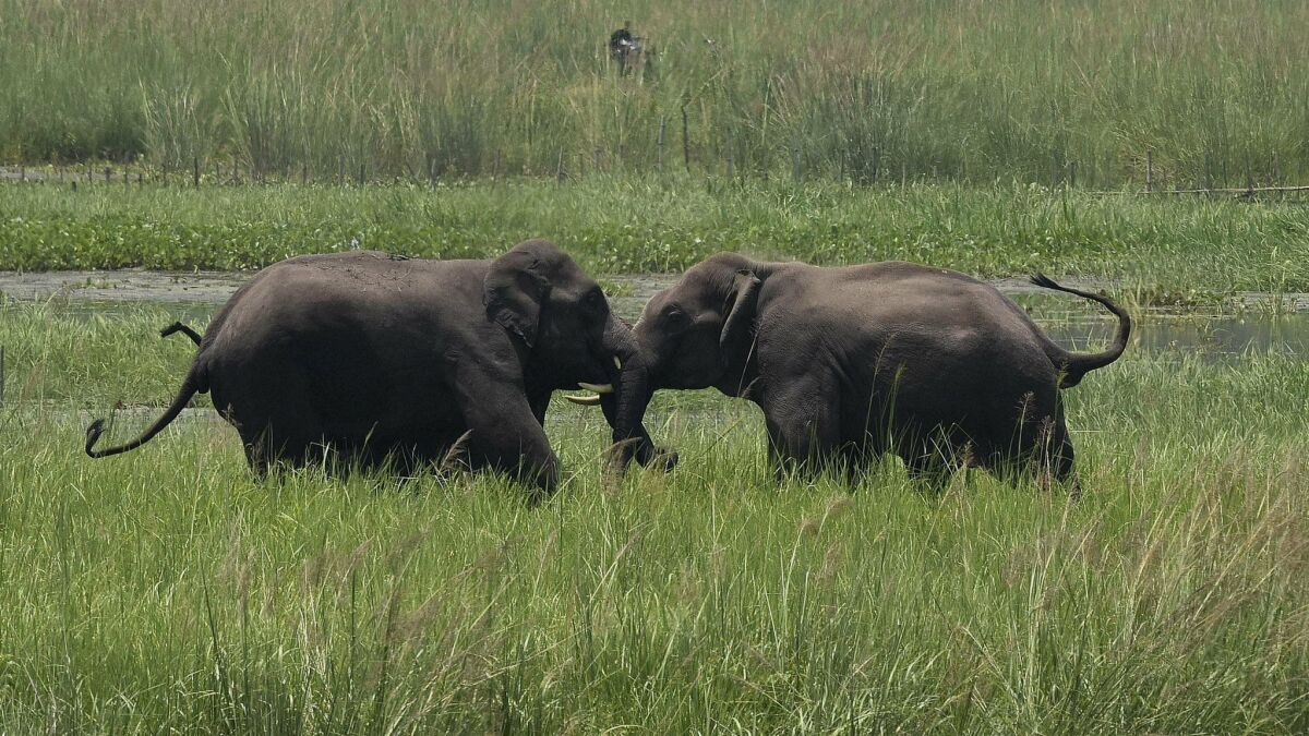 Two wild elephants engage in a tussle on the outskirts of Gauhati, India, in 2017.